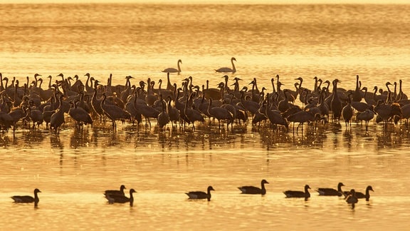 Kranichschwarm, der sich bei Sonnenuntergang im flachen Wasser an seinem Schlafplatz versammelt.