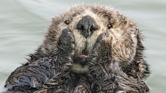 Ein Otter imitiert einen Gesichtsausdruck.