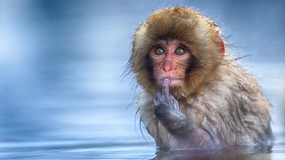 Ein kleiner Affe sitzt im Wasser.