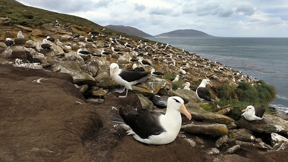 Gruppe von Schwarzbrauenalbatrossen