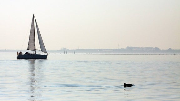 Schweinswal vor einem Segelboot