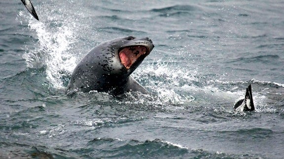 Ein Seeleopard taucht aus dem Wasser auf.