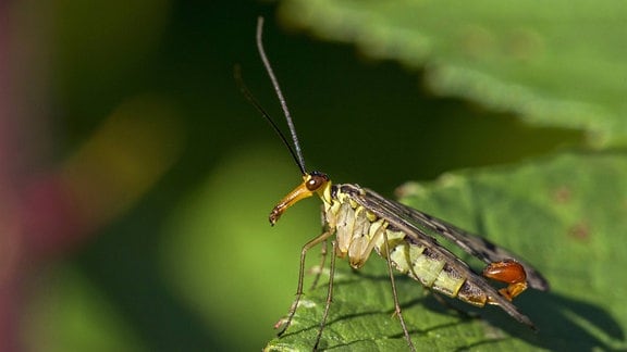 Männchen der Gemeinen Skorpionsfliege (Panorpa communis)sitzt auf einem Blatt,
