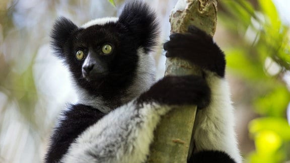 Ein Indri-Lemur auf Madagaskar