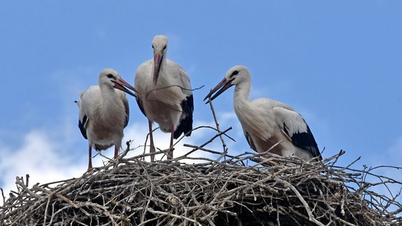 3 Jungstörche im Nest