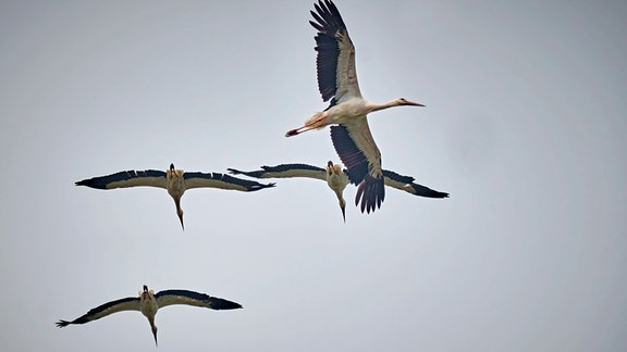 Fliegende Störche