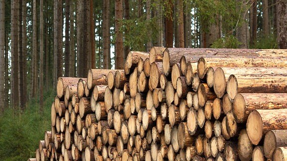 Gestapeltes Nutzholz in einem Wald