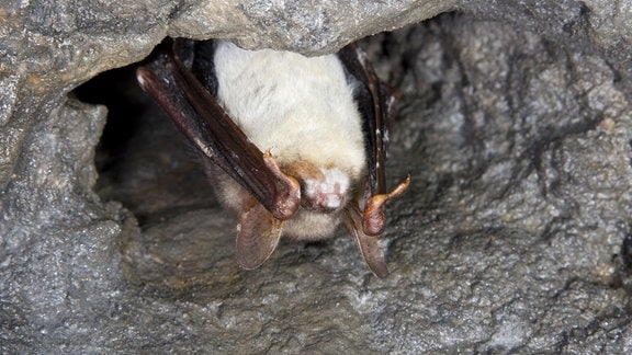 Riesen-Fledermaus (Myotis myotis), im Winterschlaf, mit Weissnasen-Syndrom