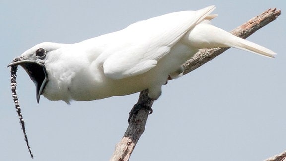 Großer weißer Vogel sitzt auf einem Ast