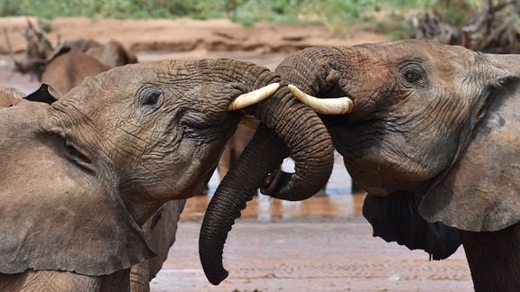 Zwei jugendliche Elefanten begrüßen sich im Samburu-Nationalreservat in Kenia