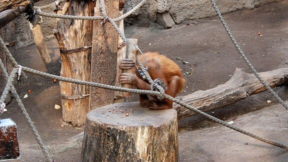 Das Orang-Utan-Weibchen Padana im Leipziger Zoo nutzt auch noch einige Zeit nach Ende der Studie Holzhämmer, um Nüsse zu knacken.