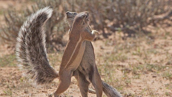 Borstenhörnchen