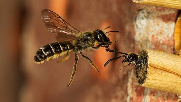 Eine Biene greift eine kleineres Insekt an