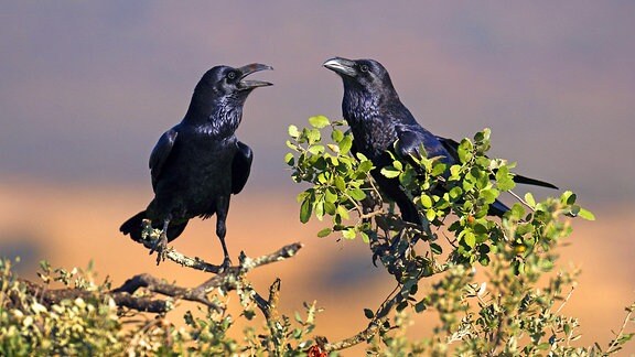 Ein Kolkrabenpaar (Corvus corax)