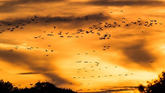 Kraniche vor Abendhimmel