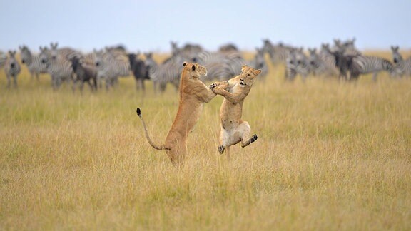Zwei Löwinnen spielen miteinander in der Savanne.