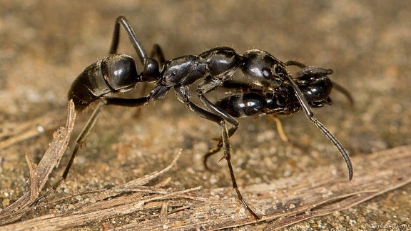 Eine Matabele-Ameise trägt eine verletzte Artgenossin nach einem Raubzug zurück ins Nest.