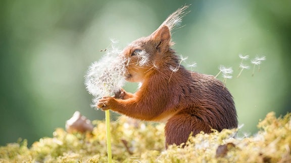 Eichhörnchen mit Pusteblume