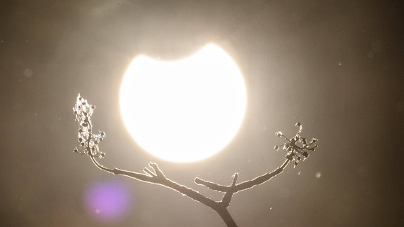  Eine partielle Sonnenfinsternis zeichnet sich ab hinter einem Baum in Berlin