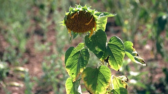 Vertrocknete Sonnenblume auf einem Feld