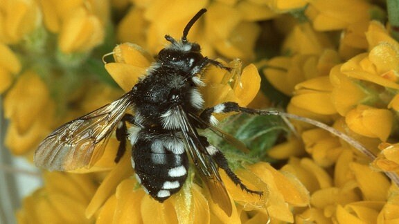 Eine Biene mit weißen Streifen sitzt in einer gelben Blüte