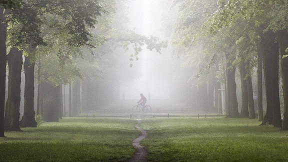 Allee mit grünen Bäumen, etwas Nebel und einem Radfahrer am Straßenende. Perspektive mittig schräg nach hinten.