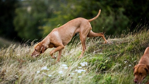Ungarischer Vorstehhund schnüffelt in einer Wildwiese