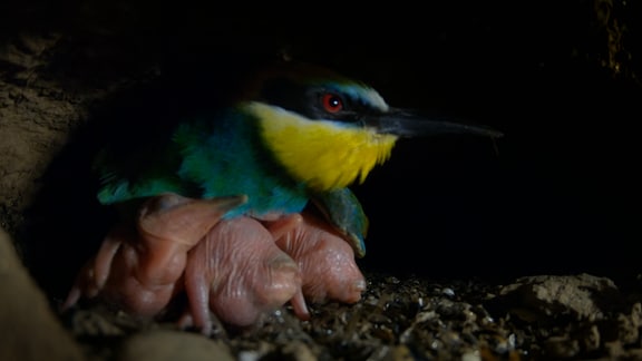 Ein bunter Vogel mit nackten Vogelbabys.