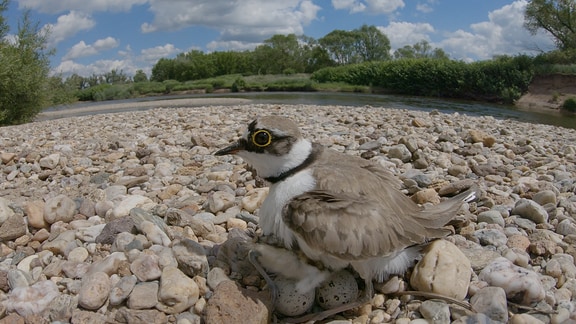 Ein Vogel mit großen Augen sitzt an einem Flussbett.