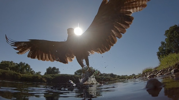 Ein Raubvogel greift etwas aus einem Fluss.