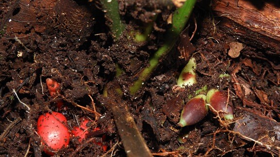 Früchte der Untergrundpalme Pinanga subterranea auf Borneo