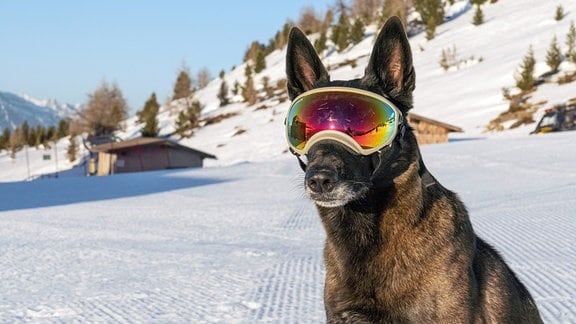 Pisten-Hund in Österreich mit einer UV-Brille Hundebrille
