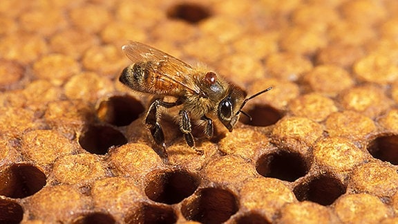 Eine Honigbiene mit einer Varroa-Milbe