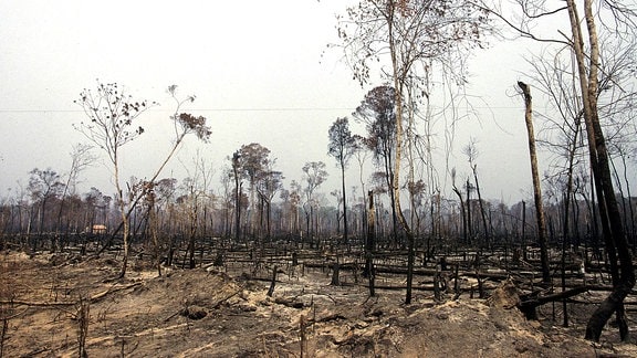 Für Viehzucht abgeholzter und verbrannter Regenwald in Brasilien