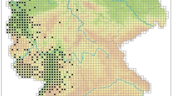 Karte Deutschlands mit den Verbreitungsgebieten der Asiatischen Hornisse