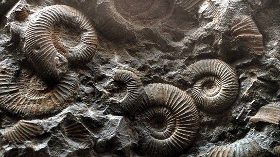 Versteinerte Ammoniten-Kopffüßer aus dem Jura