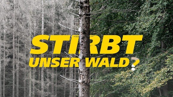 Der Stamm eines abgestorbenen Baumes trennt das Bild in zwei Hälften: links ein toter Wald, rechts ein lebendiger, grüner Wald. Schrift: Stirbt unser Wald?