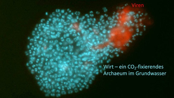 Eingefärbte Mikroskopaufnahme von Archaeen (dargestellt als Haufen türkisch leuchtender Punkte in der Bildmitte) und Viren (eine rote Fläche an einem linken Ausläufer des blauen Haufens).