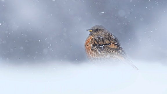 kleiner Vogel sitzt in Schneegestöber, unscharfer weißer Untergrund, unscharfer bläulicher Hintergrund