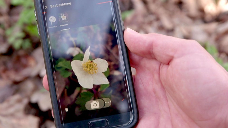 Vögel und Pflanzen per App erkennen MDR.DE