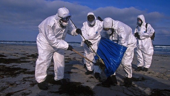 Epidemiologen in Schutzanzügen sammeln im Zuge der Vogelgrippe-Epidemie einen tot am Meeresstrand liegenden Vogel ein.