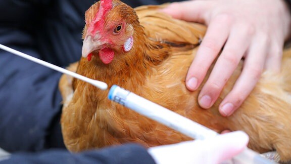 Ein Testset für einen Abstrich zur Untersuchung auf Vogelgrippe wird von einer Hand mit Gummihandschuhen gehalten, im Hintergrund hält eine weitere Person ein Huhn.