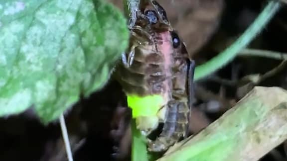 Vorschaubild Video Glühwürmchen Paarung