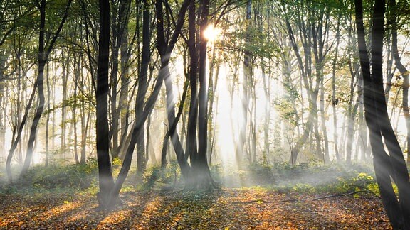 Sonnenstrahlen in einem Herbstwald