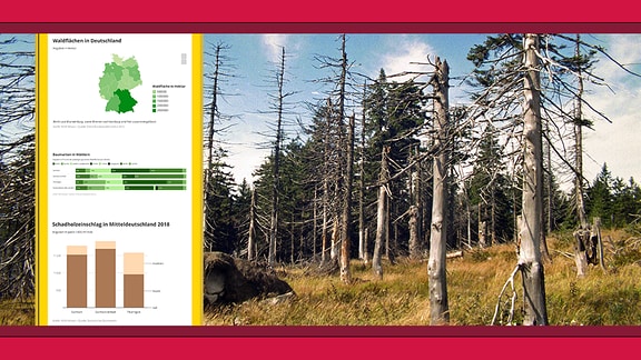 Links im Bild sind verschiedene Statistiken über Wälder und Schäden in Wäldern in Deutschland zu sehen, rechts ein Foto einer abgestorbenen Fichte.