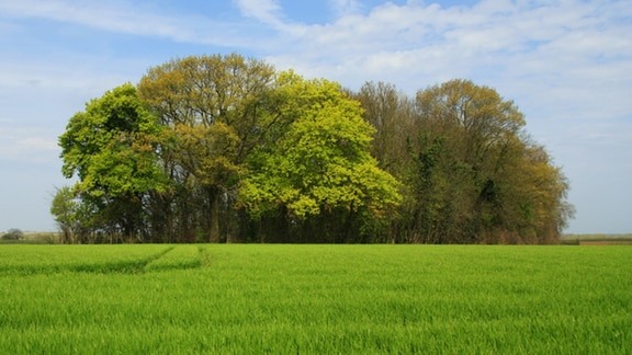 Ein kleines Wäldchen auf einem grünen Feld in Belgien, in dem Forscher die Ökosystemleistungen kleiner Waldflächen auf Ackerland untersucht haben.