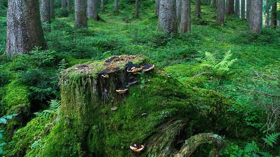 Blick in einen Fichtenwald mit moosbedecktem Waldboden und Baumstumpf