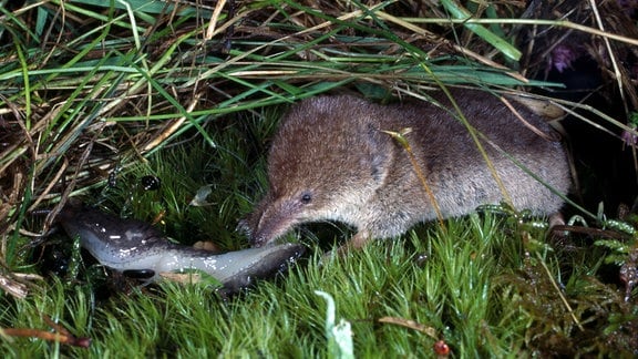 Eine Waldspitzmaus macht sich über einen Tigerschnegel her