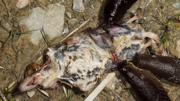 Große Schwarze Schnecken, die sich von der Leiche einer Spitzmaus ernähren.