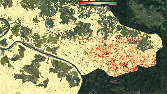 Elbsandsteingebirge Biomasseveränderung 2016-2020